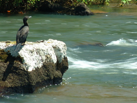 Uma ave em uma rocha no meio do rio